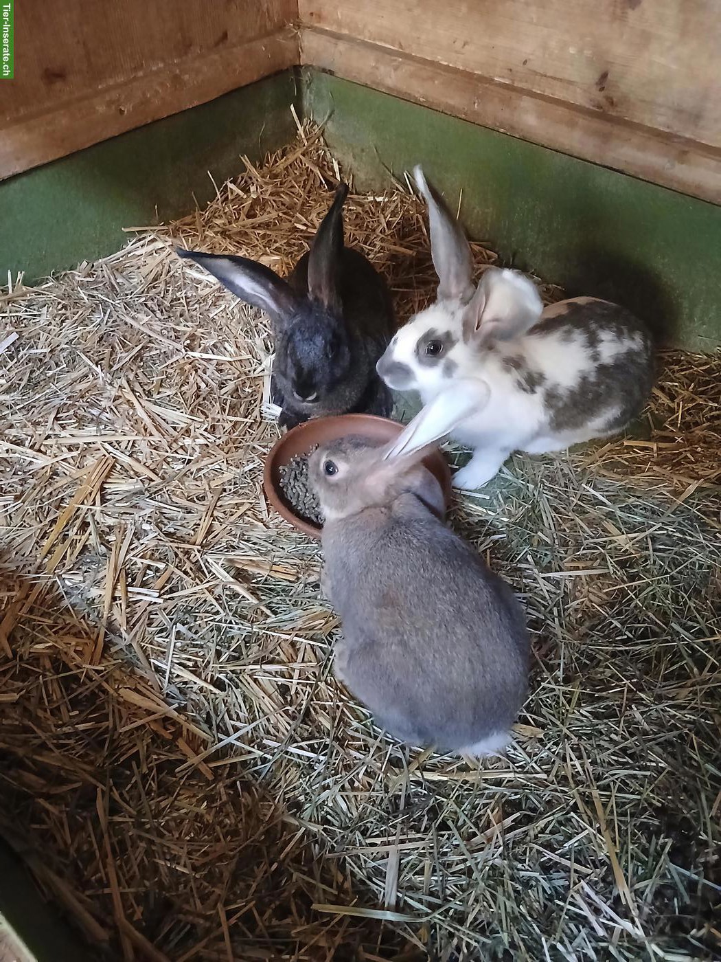 Bild 4: Junge Kaninchen Deutscher Riese x Schweizerschecke