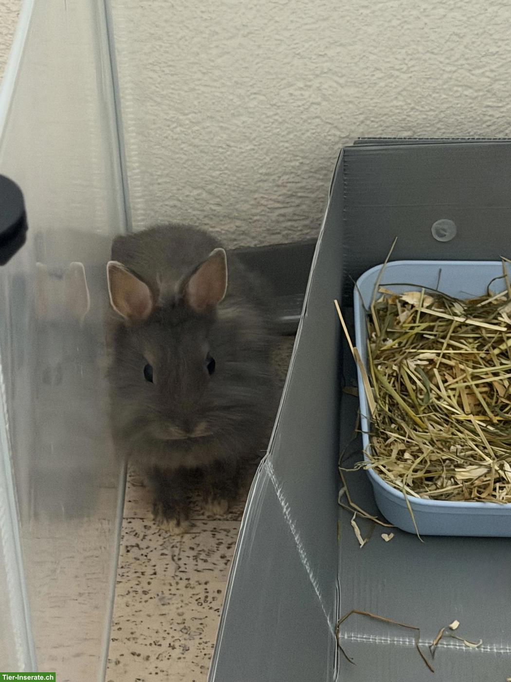 Bild 3: Löwenköpfchen Paar abzugeben