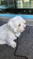 Hundebetreuung für Malteser, im Oktober, stundenweise