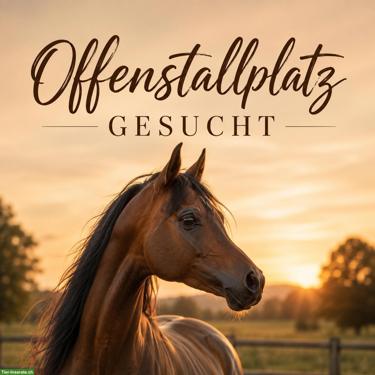 Offenstallplatz gesucht im Berner Mittelland, Seeland, Raum Solothurn
