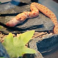 Hakennasennatter / Heterodon nasicus 0.1 Ratalbino Anaconda - NZ 2025