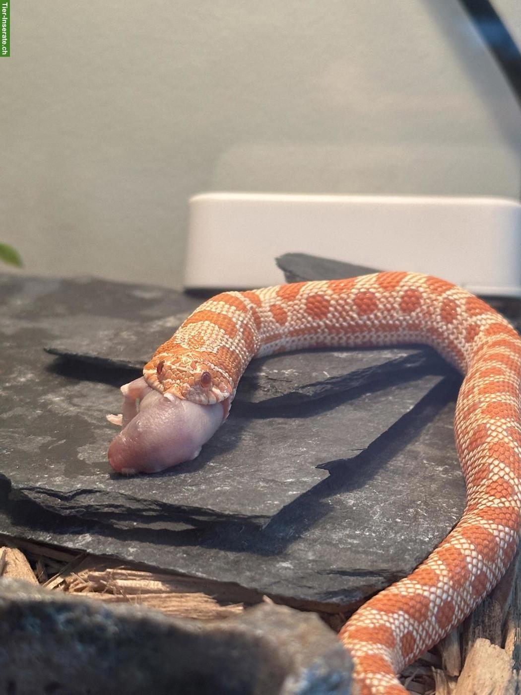 Bild 2: Hakennasennatter / Heterodon nasicus 0.1 Ratalbino Anaconda - NZ 2025