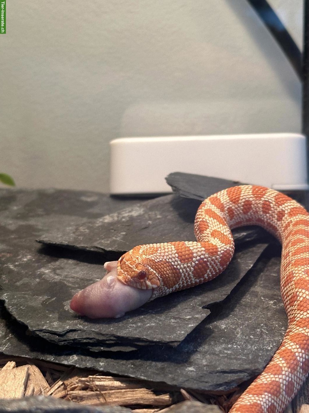 Bild 3: Hakennasennatter / Heterodon nasicus 0.1 Ratalbino Anaconda - NZ 2025