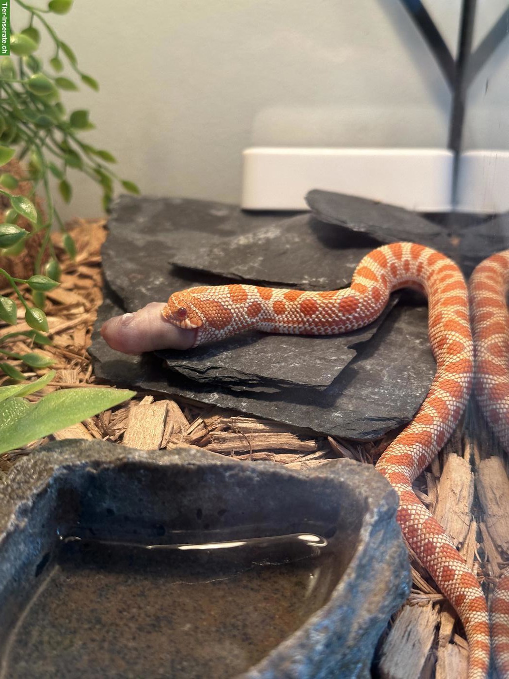 Bild 4: Hakennasennatter / Heterodon nasicus 0.1 Ratalbino Anaconda - NZ 2025