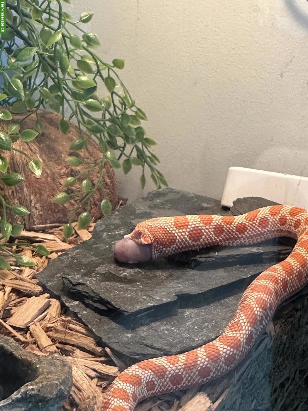 Bild 5: Hakennasennatter / Heterodon nasicus 0.1 Ratalbino Anaconda - NZ 2025