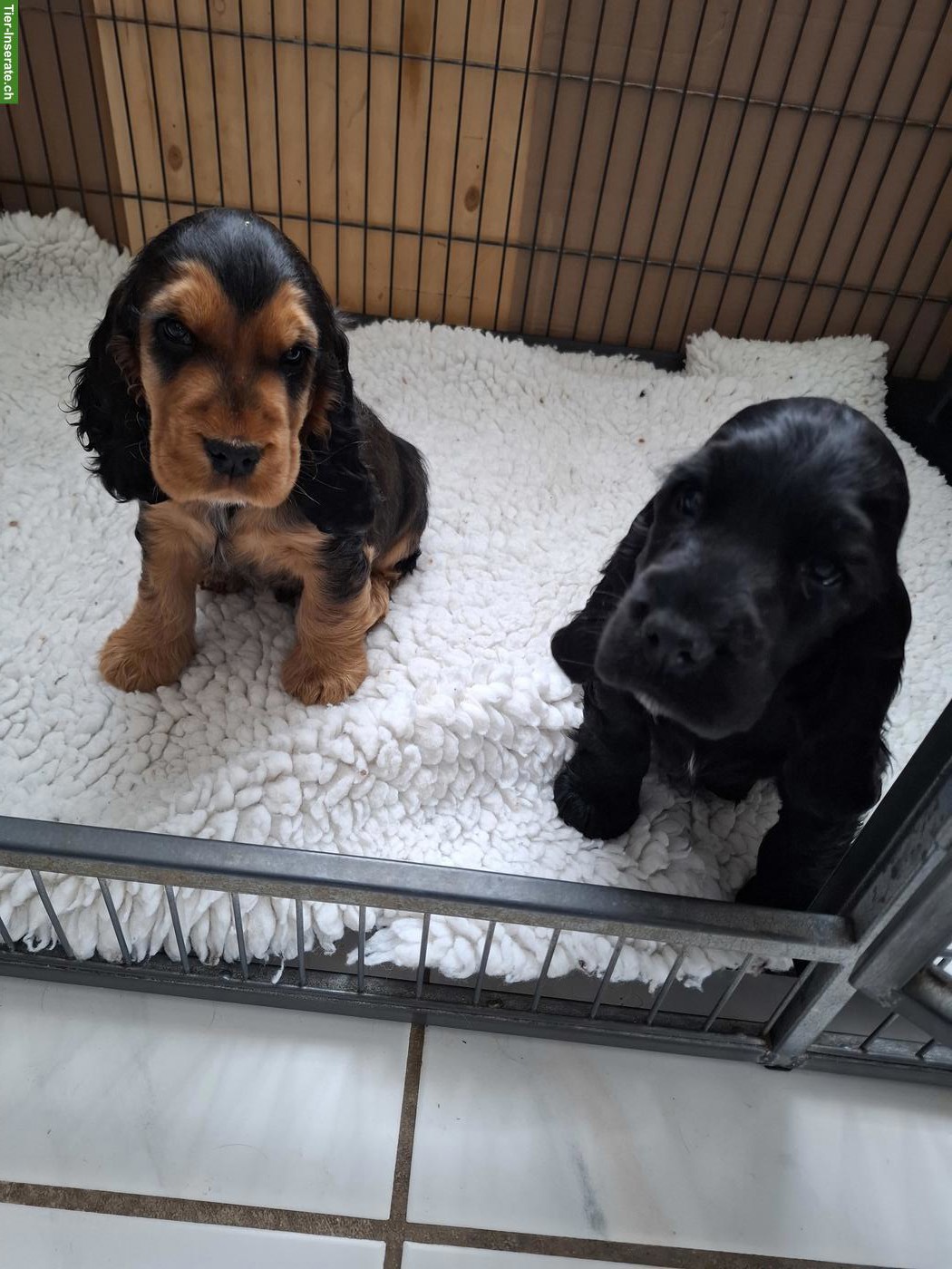 Cocker Spaniel Welpen mit Stammbaum | Wurfankündigung