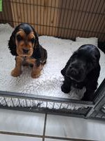 Cocker Spaniel Welpen mit Stammbaum | Wurfankündigung
