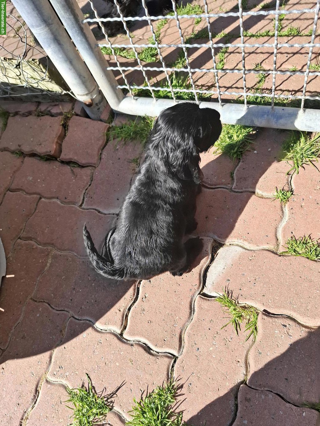 Bild 2: Cocker Spaniel Welpen mit Stammbaum | Wurfankündigung
