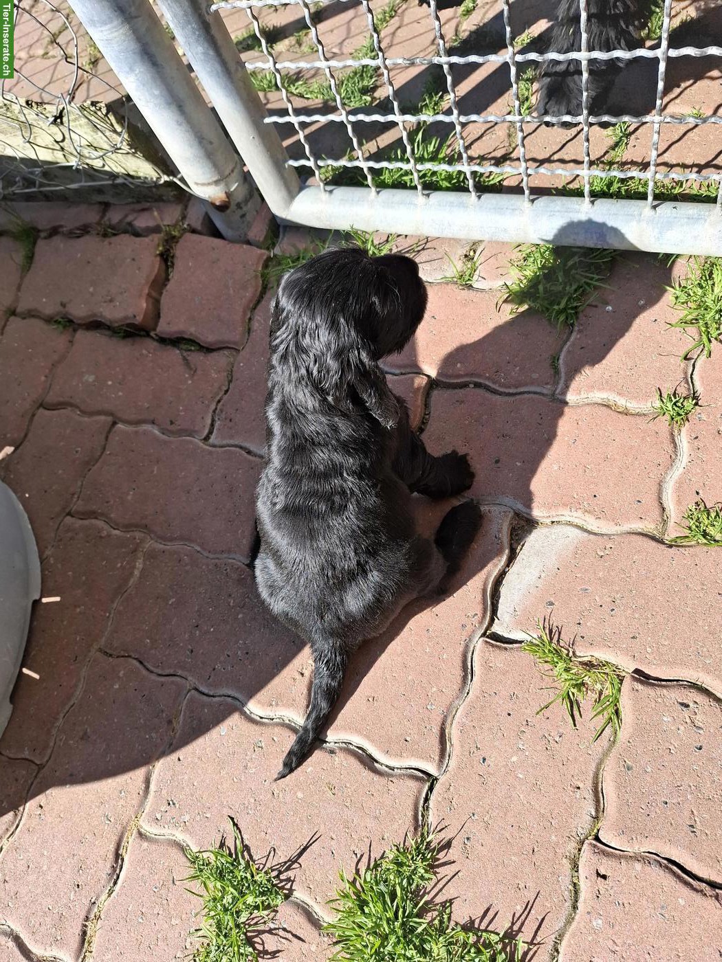 Bild 3: Cocker Spaniel Welpen mit Stammbaum | Wurfankündigung
