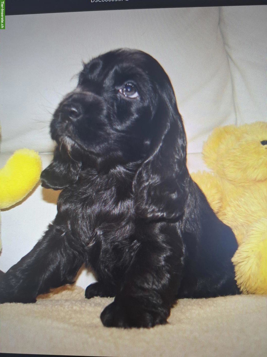 Bild 4: Cocker Spaniel Welpen mit Stammbaum | Wurfankündigung