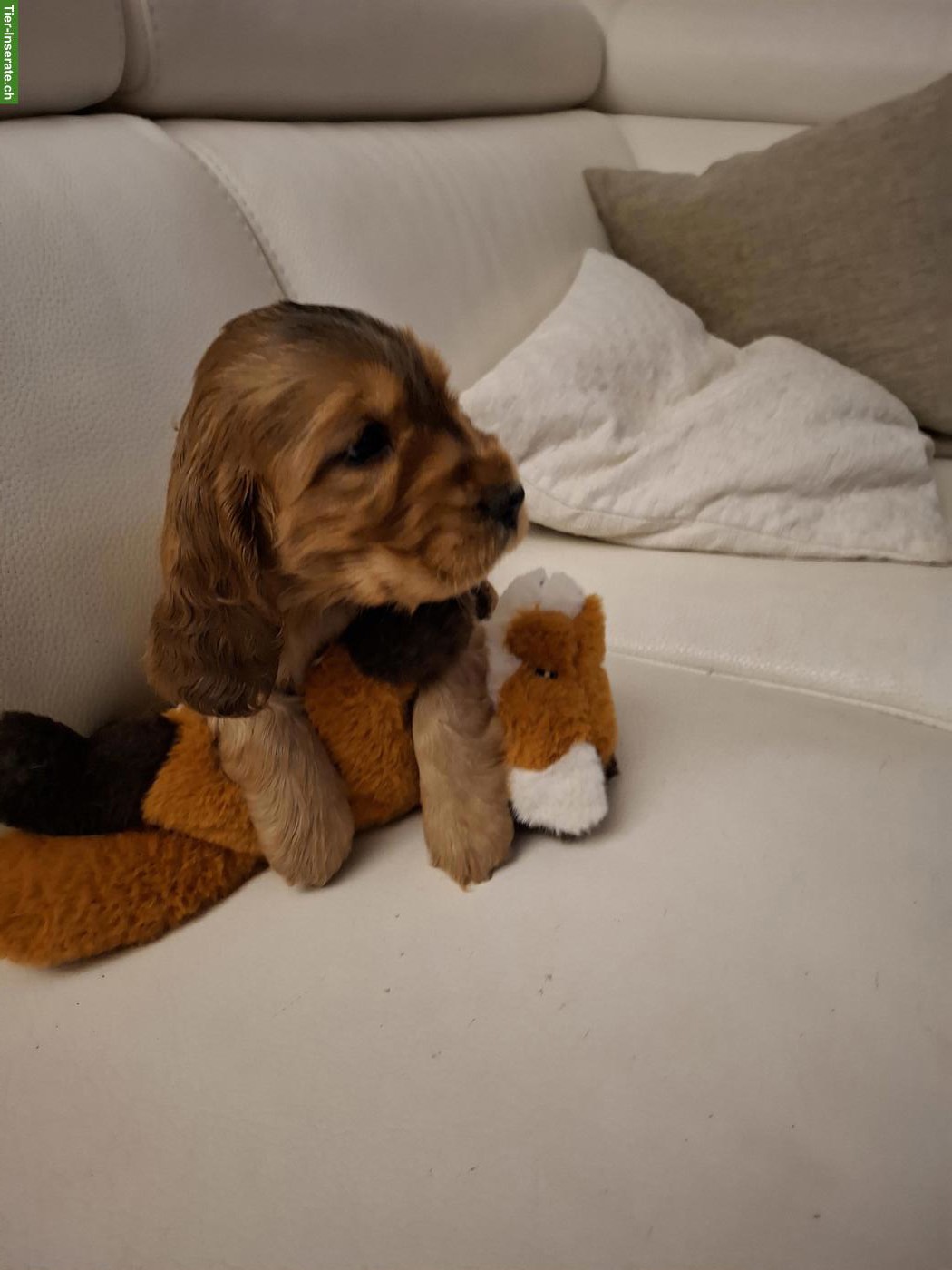Bild 5: Cocker Spaniel Welpen mit Stammbaum | Wurfankündigung