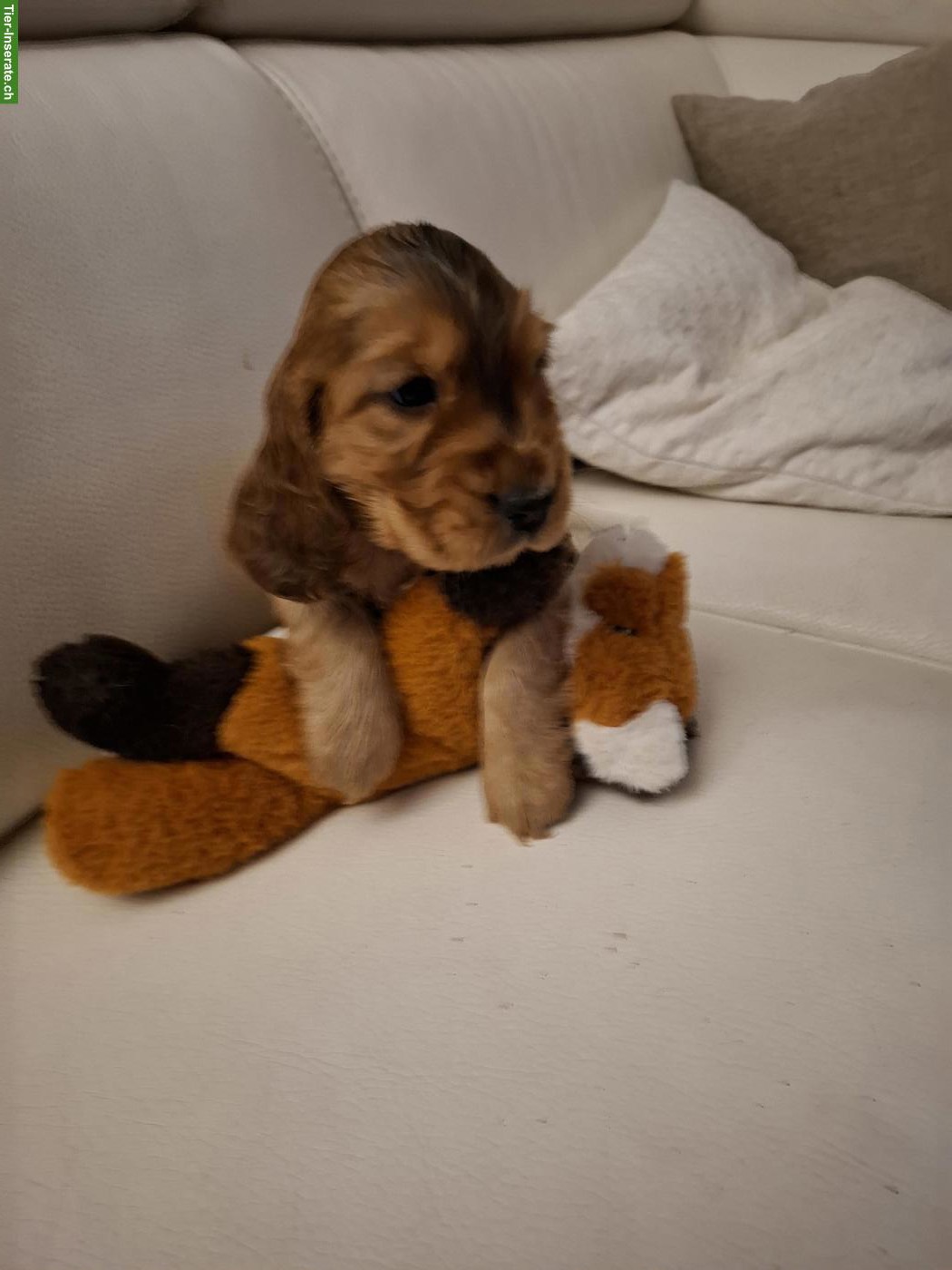 Bild 6: Cocker Spaniel Welpen mit Stammbaum | Wurfankündigung