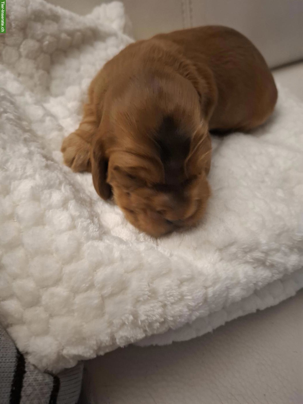 Bild 7: Cocker Spaniel Welpen mit Stammbaum | Wurfankündigung