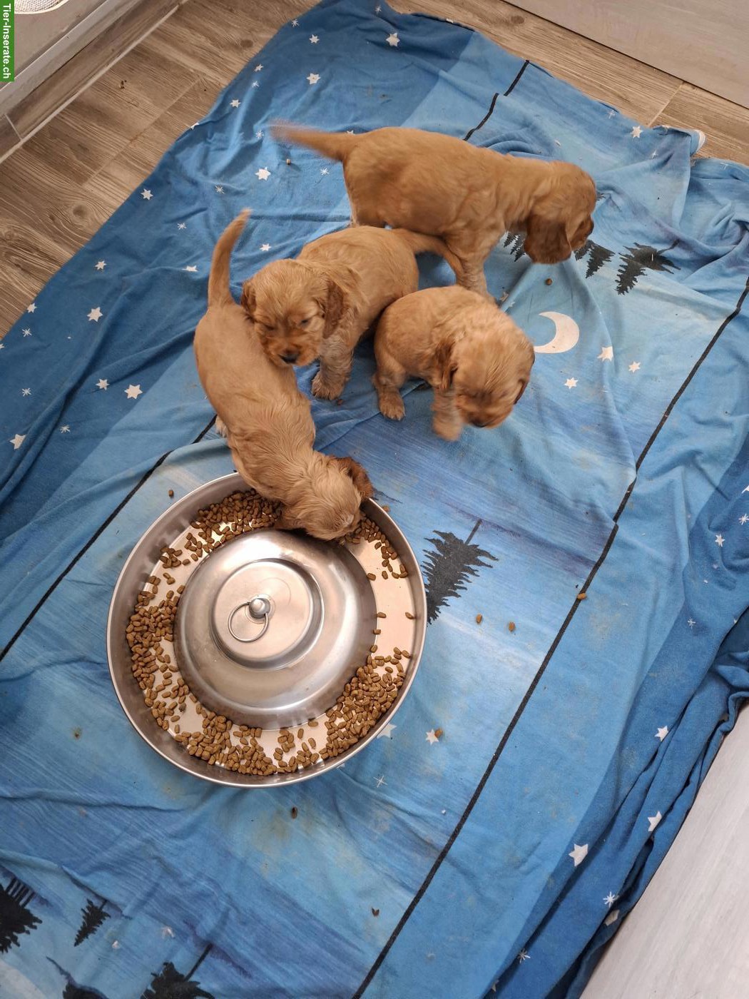 Bild 8: Cocker Spaniel Welpen mit Stammbaum | Wurfankündigung