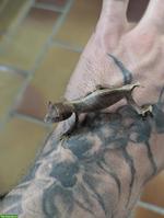 1.1 Uroplatus ebenaui / Pfeilschwanzgecko