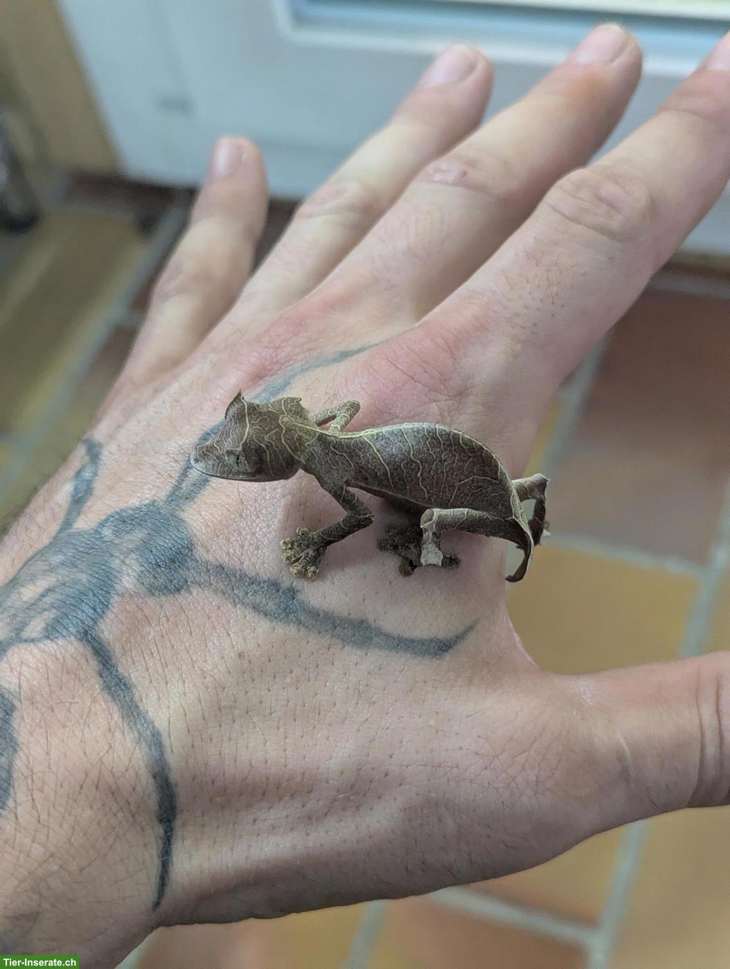 Bild 2: 1.1 Uroplatus ebenaui / Pfeilschwanzgecko