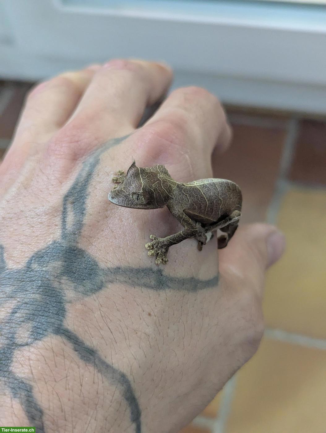Bild 3: 1.1 Uroplatus ebenaui / Pfeilschwanzgecko