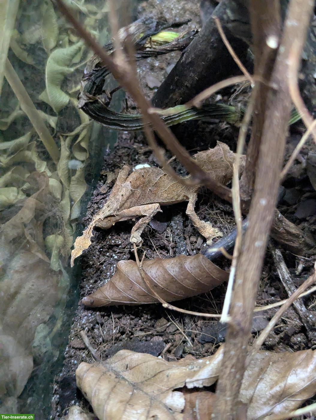 Bild 4: 1.1 Uroplatus ebenaui / Pfeilschwanzgecko