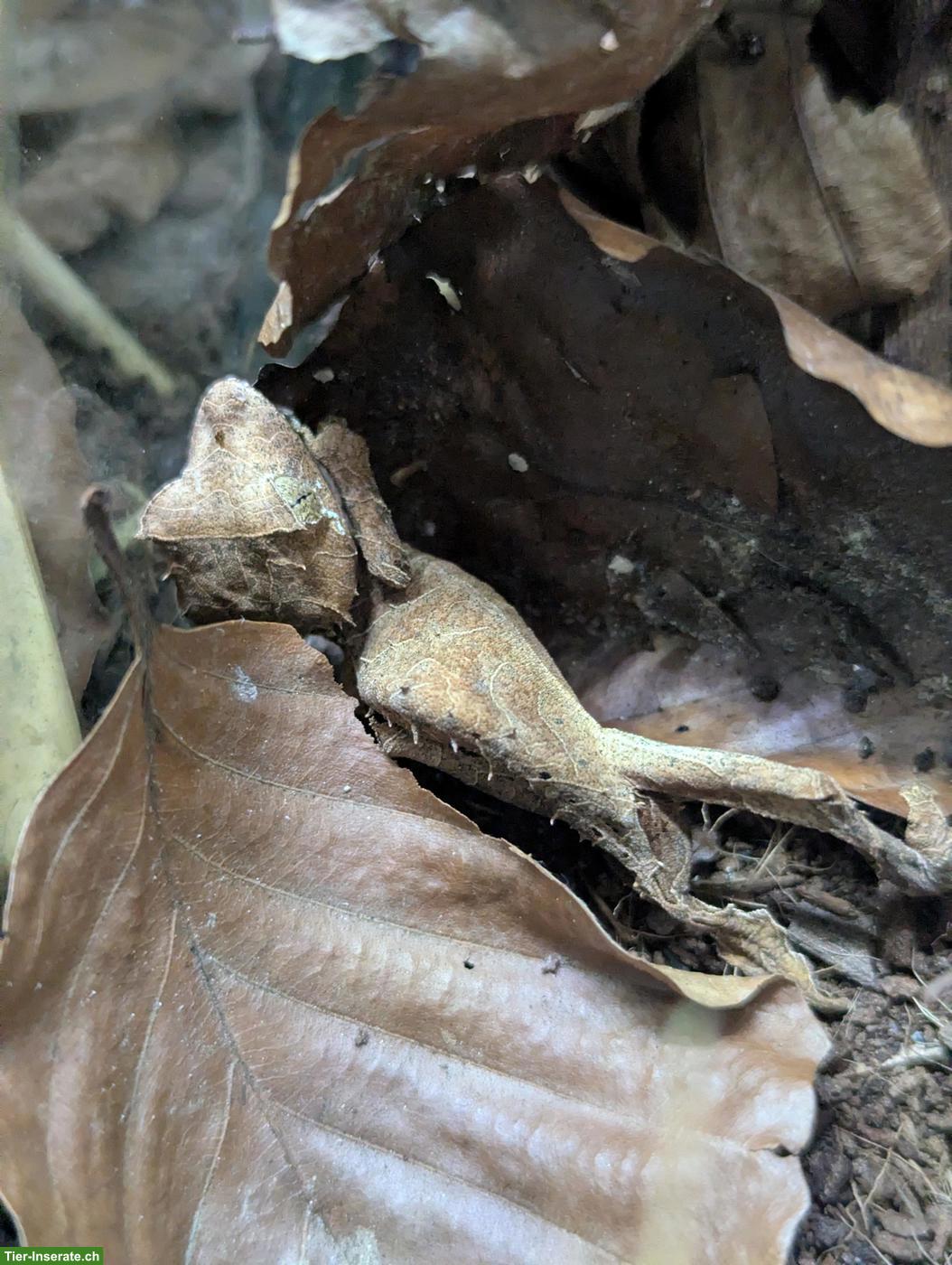 Bild 5: 1.1 Uroplatus ebenaui / Pfeilschwanzgecko