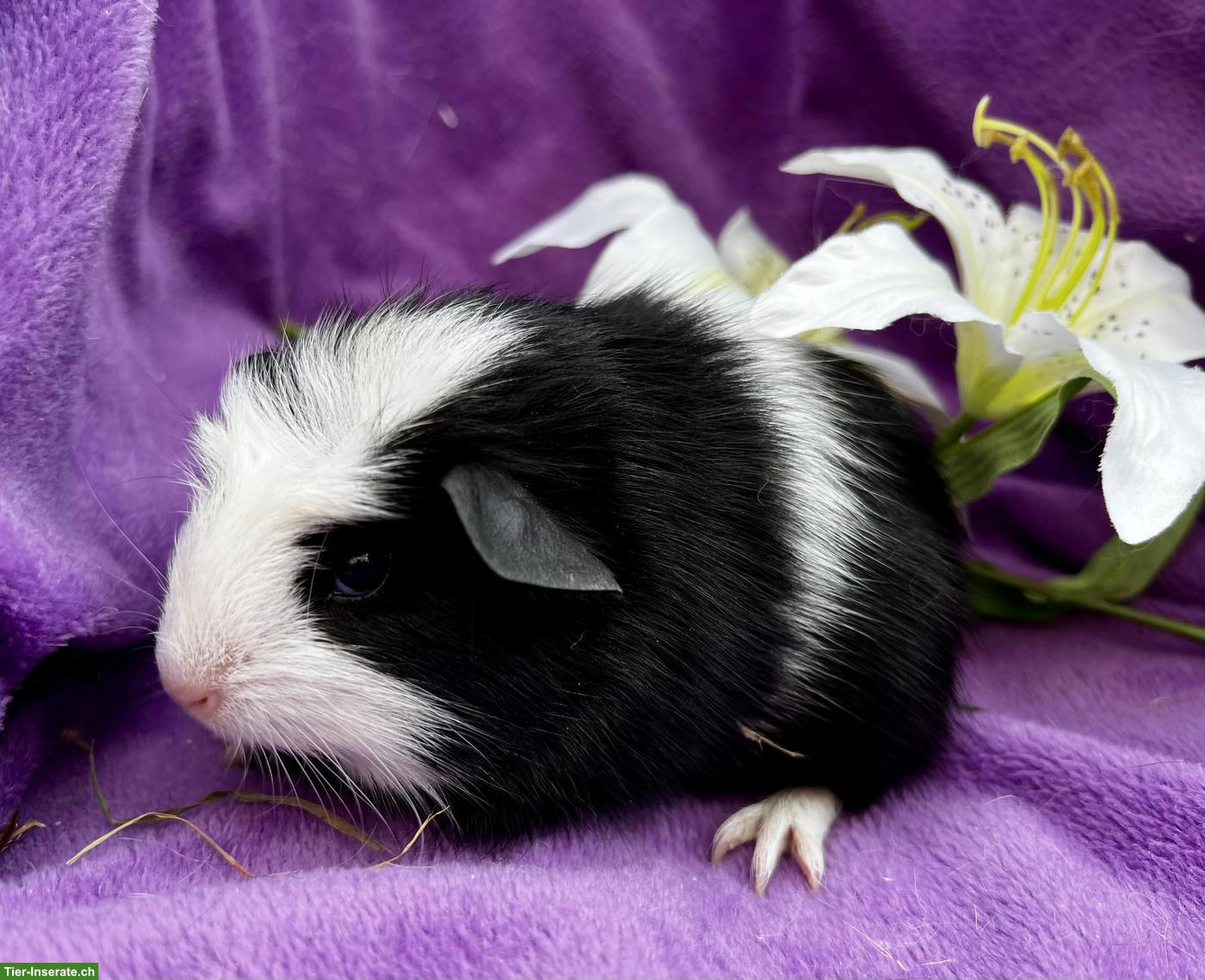 Junge und ältere Meerschweinchen abzugeben