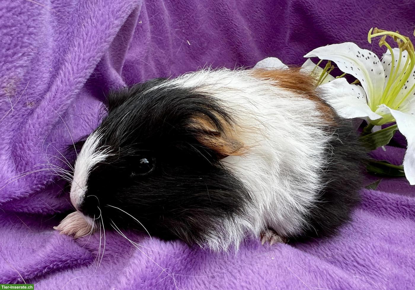 Bild 2: Junge und ältere Meerschweinchen abzugeben