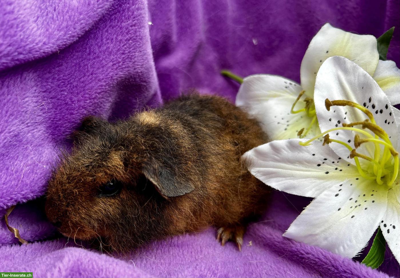 Bild 3: Junge und ältere Meerschweinchen abzugeben