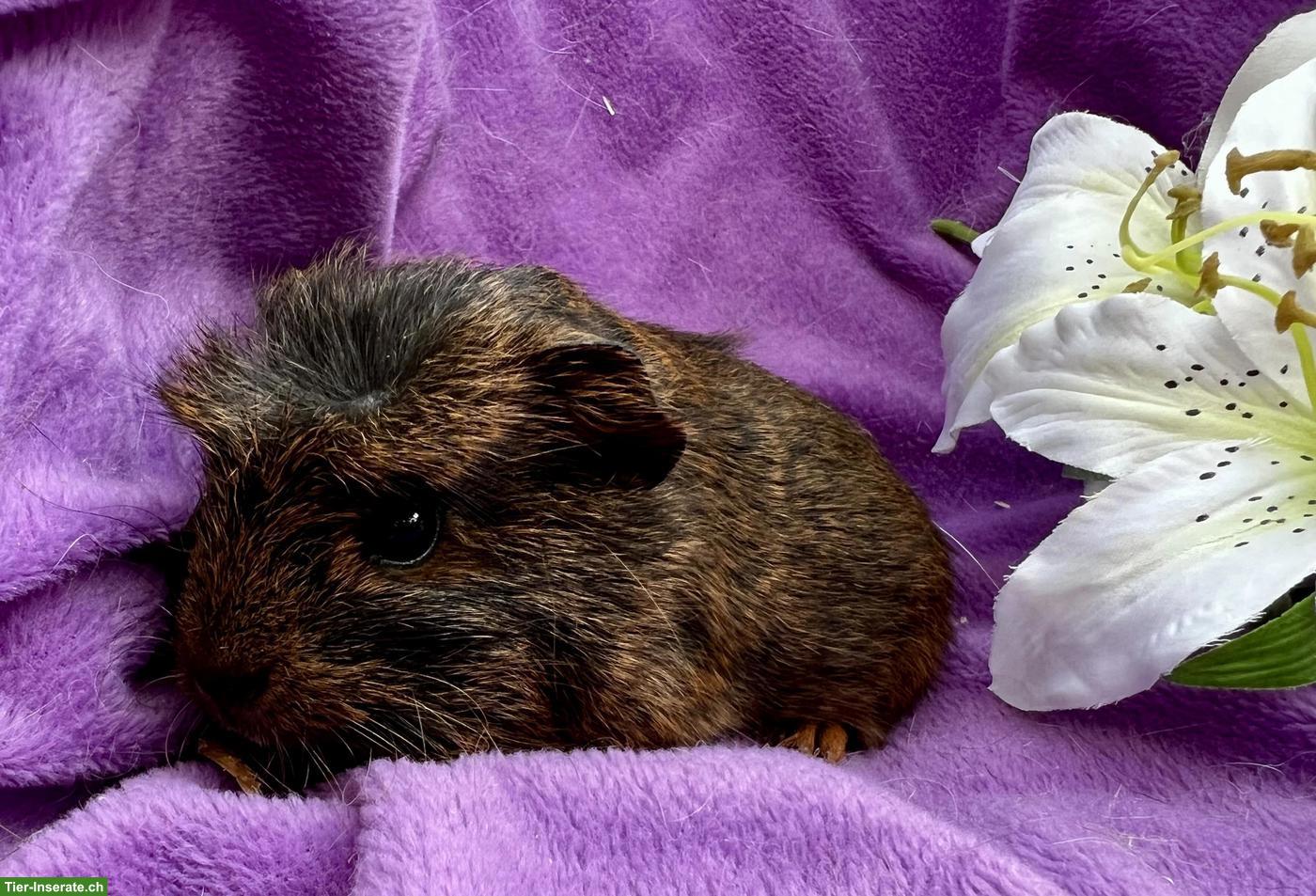 Bild 4: Junge und ältere Meerschweinchen abzugeben