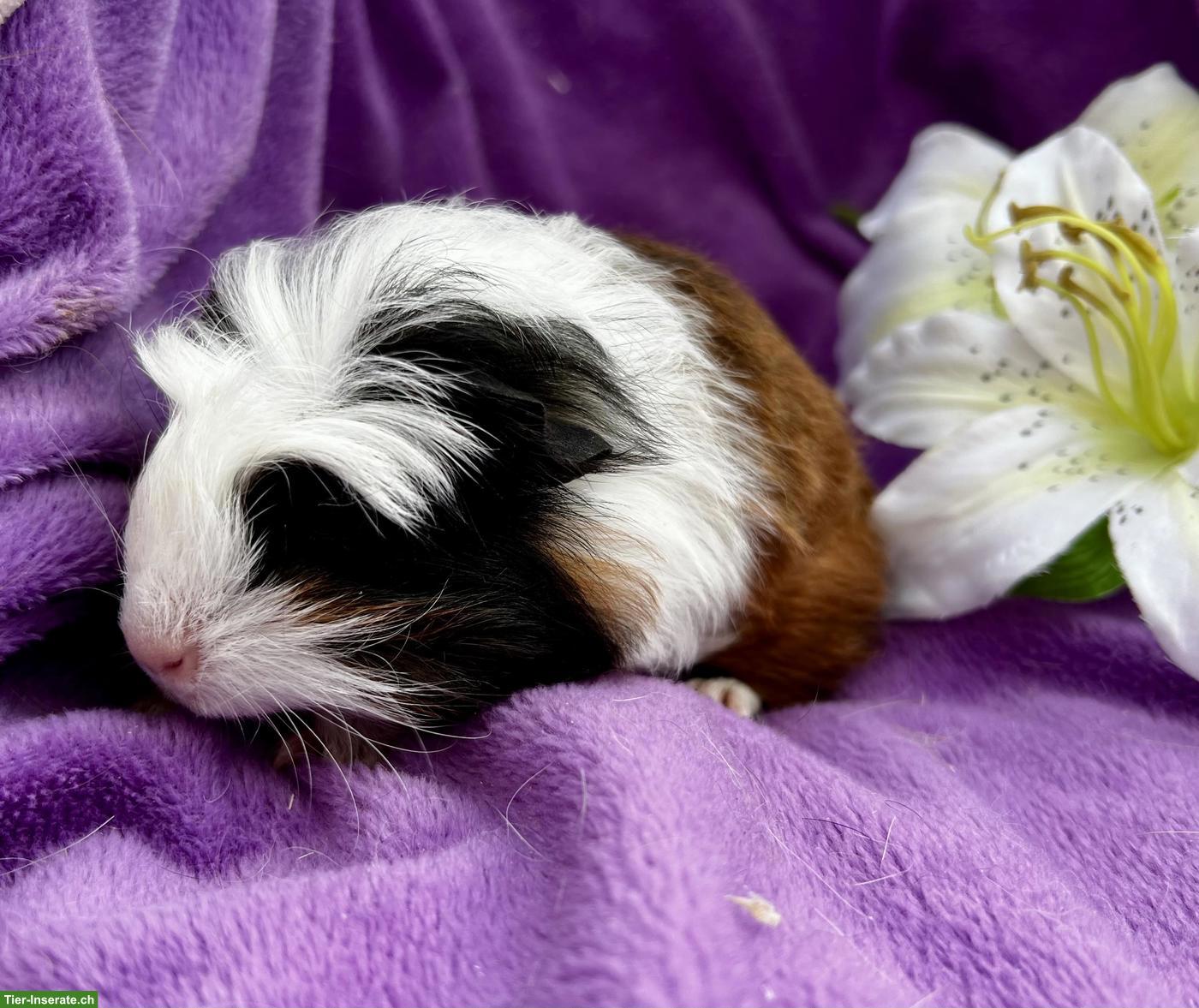 Bild 6: Junge und ältere Meerschweinchen abzugeben