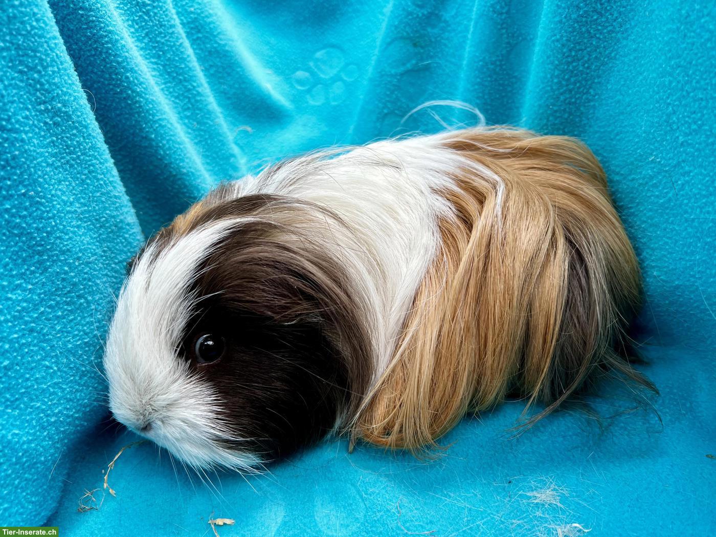 Bild 8: Junge und ältere Meerschweinchen abzugeben
