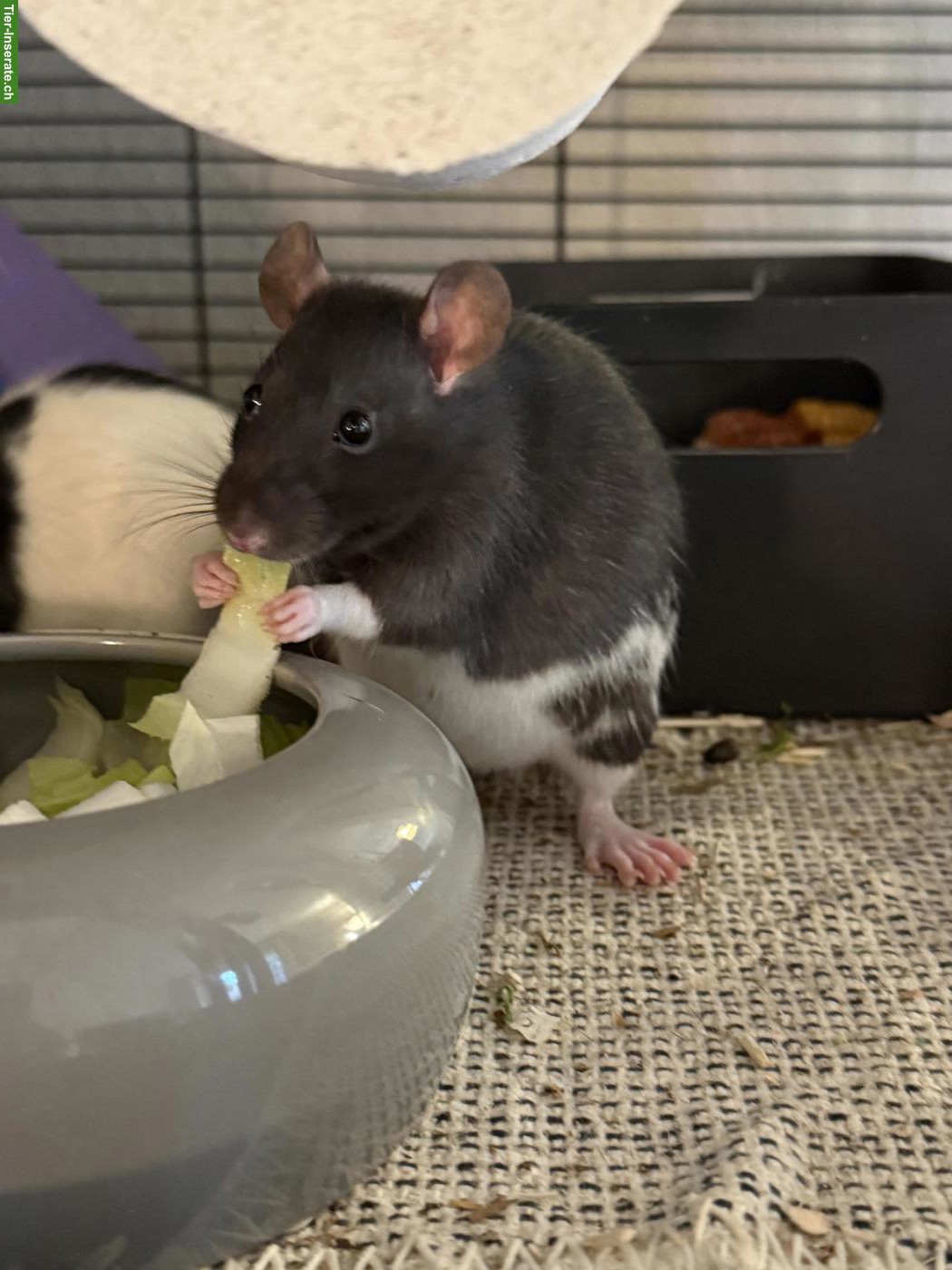 5 Farbratten suchen neues Zuhause 🐀🤍