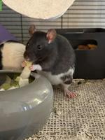5 Farbratten suchen neues Zuhause 🐀🤍