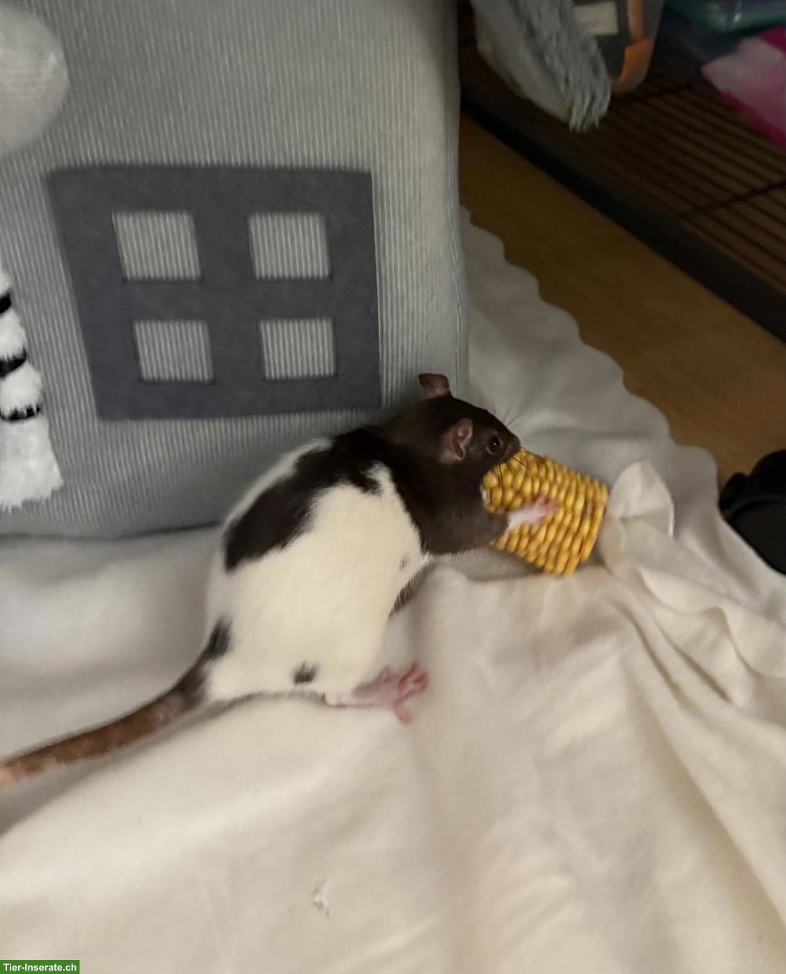 Bild 2: 5 Farbratten suchen neues Zuhause 🐀🤍