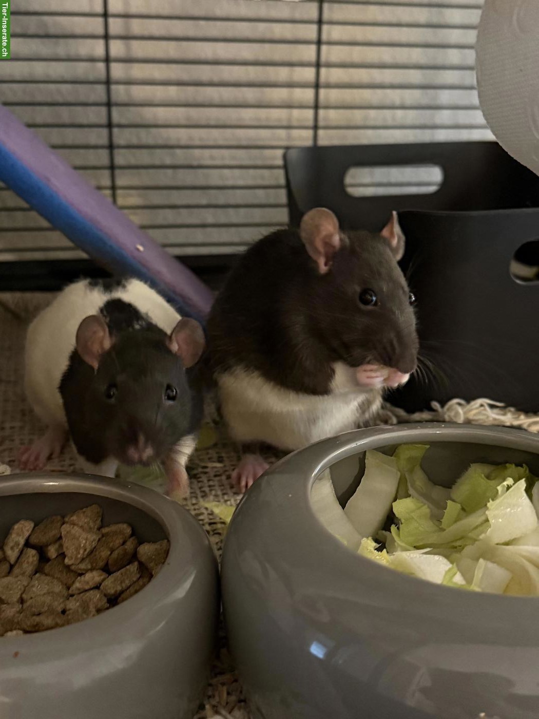 Bild 3: 5 Farbratten suchen neues Zuhause 🐀🤍