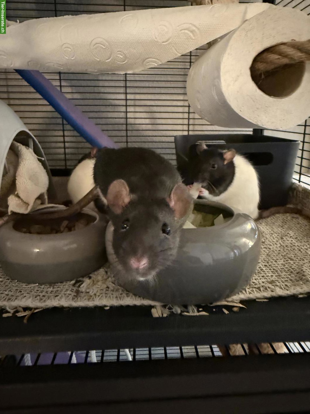 Bild 4: 5 Farbratten suchen neues Zuhause 🐀🤍