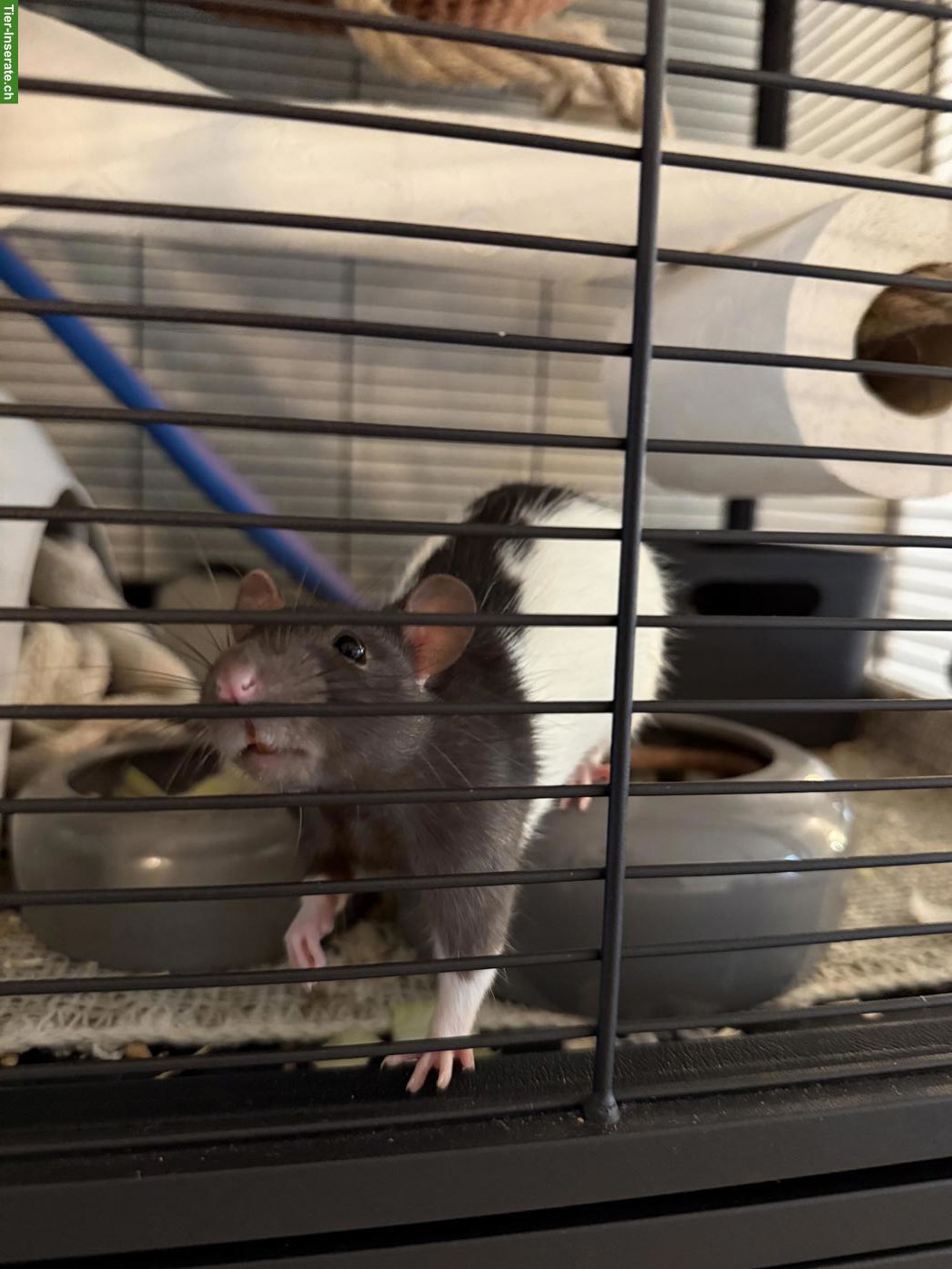 Bild 5: 5 Farbratten suchen neues Zuhause 🐀🤍