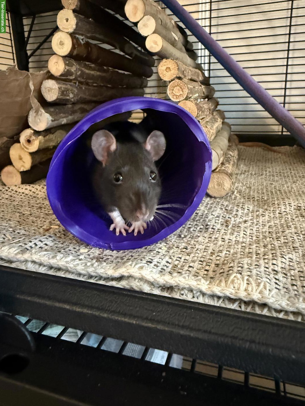 Bild 6: 5 Farbratten suchen neues Zuhause 🐀🤍