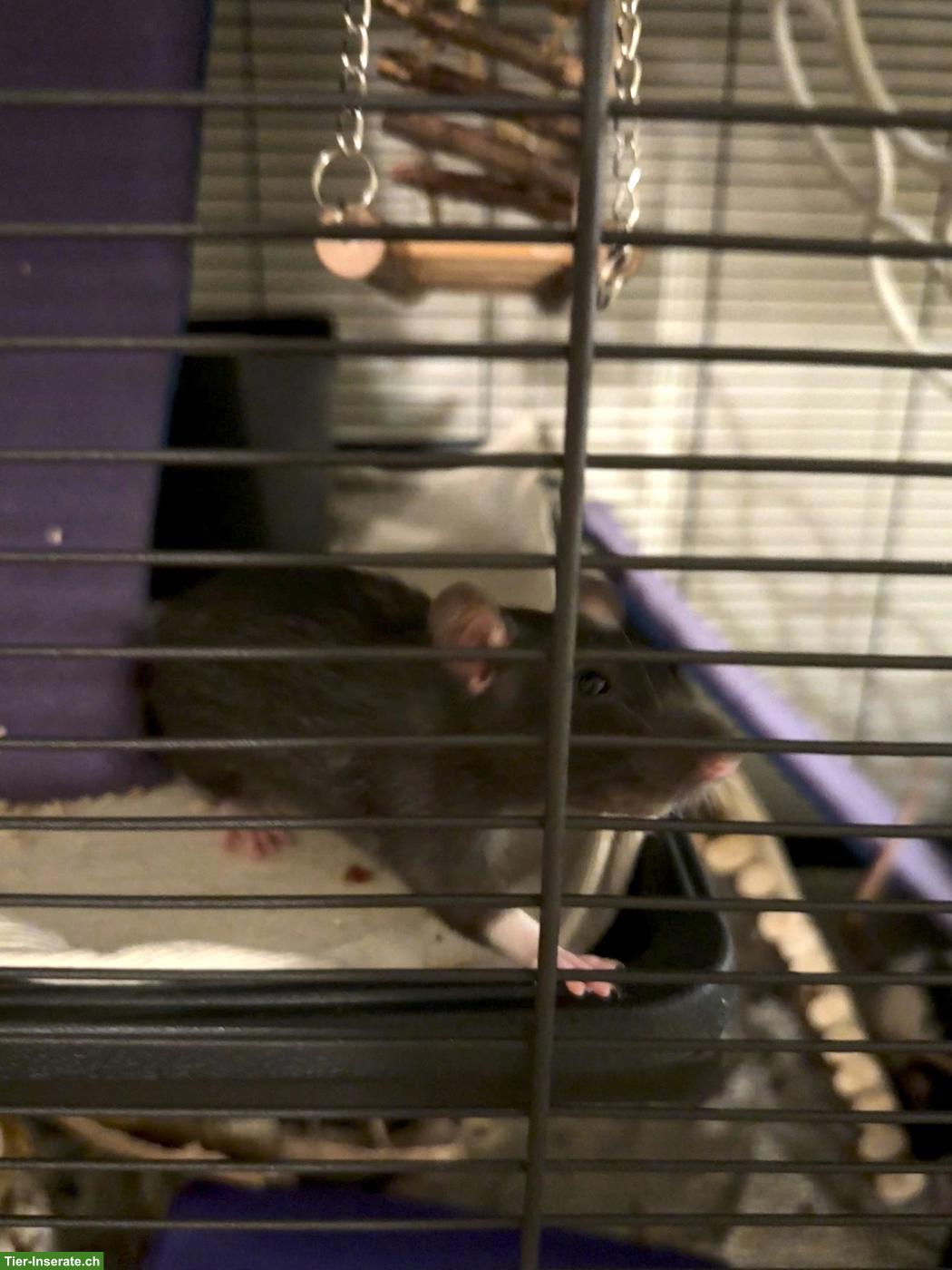 Bild 7: 5 Farbratten suchen neues Zuhause 🐀🤍