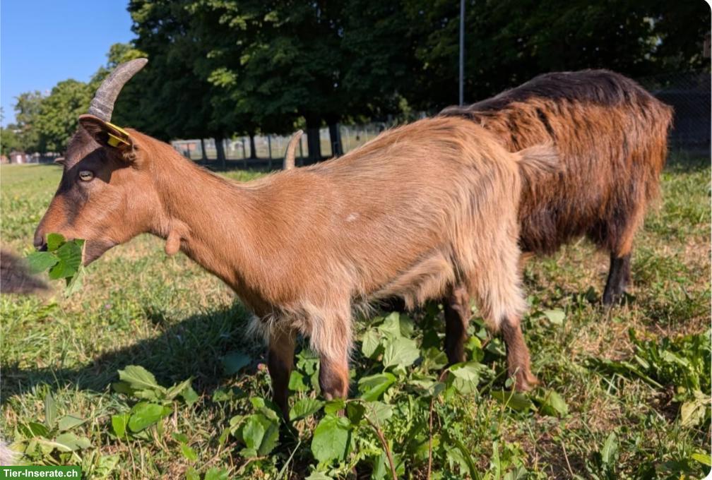 Liebe Stiefelgeiss sucht noch ein Zuhause
