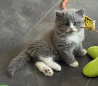 Wunderschöne Perser/BLK Kitten und Perser Kitten