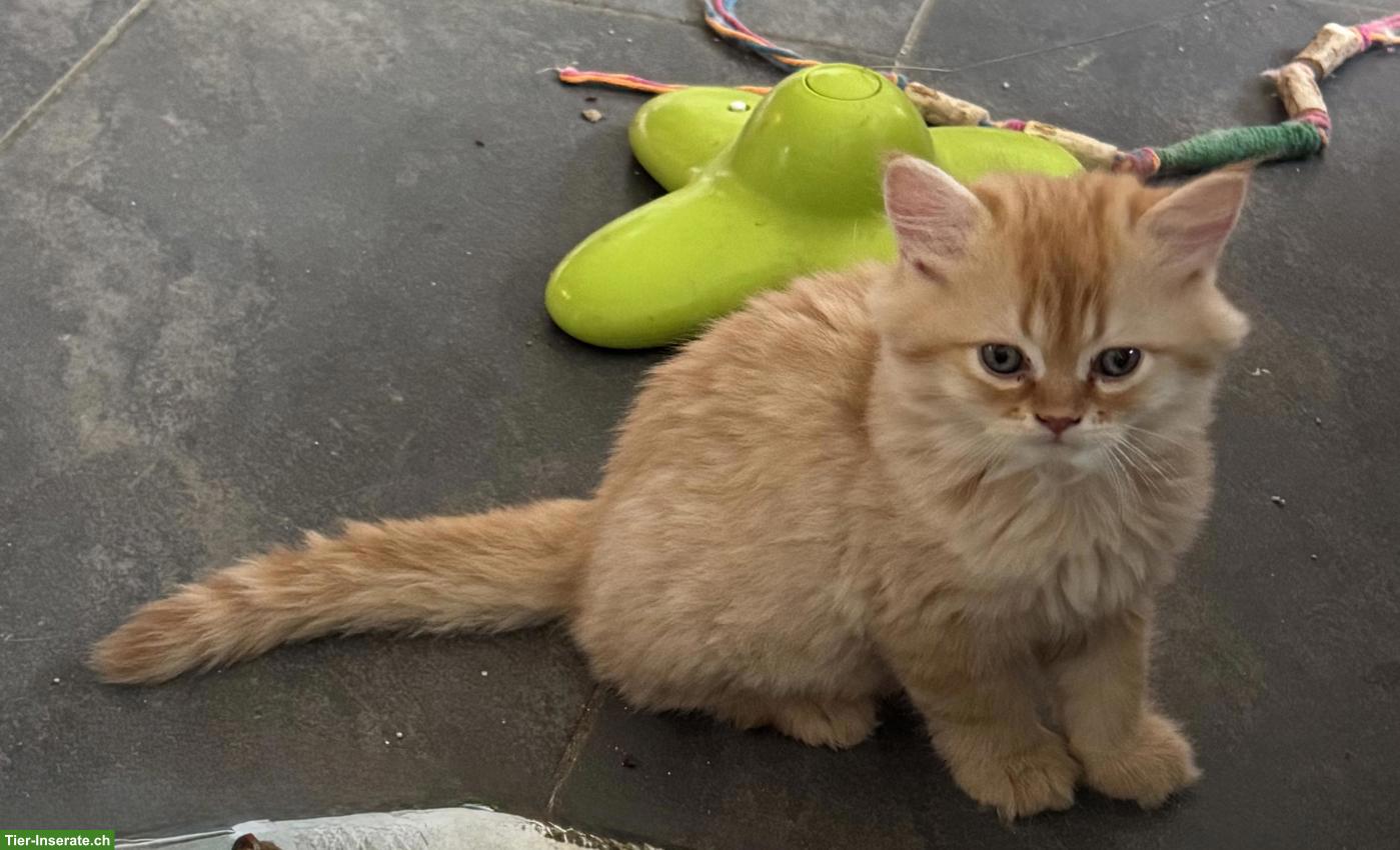 Bild 3: Wunderschöne Perser/BLK Kitten und Perser Kitten