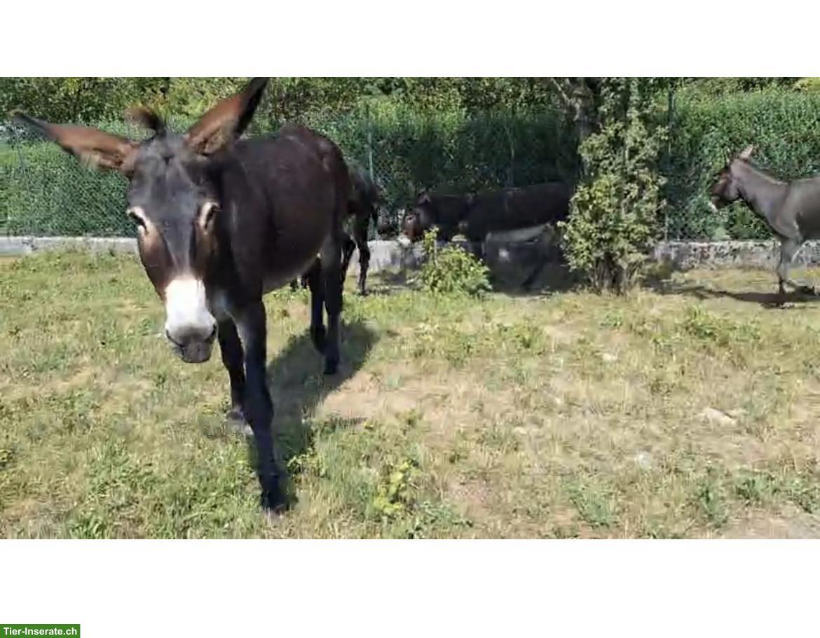 Esel begeisterte Person gesucht