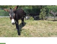 Esel begeisterte Person gesucht