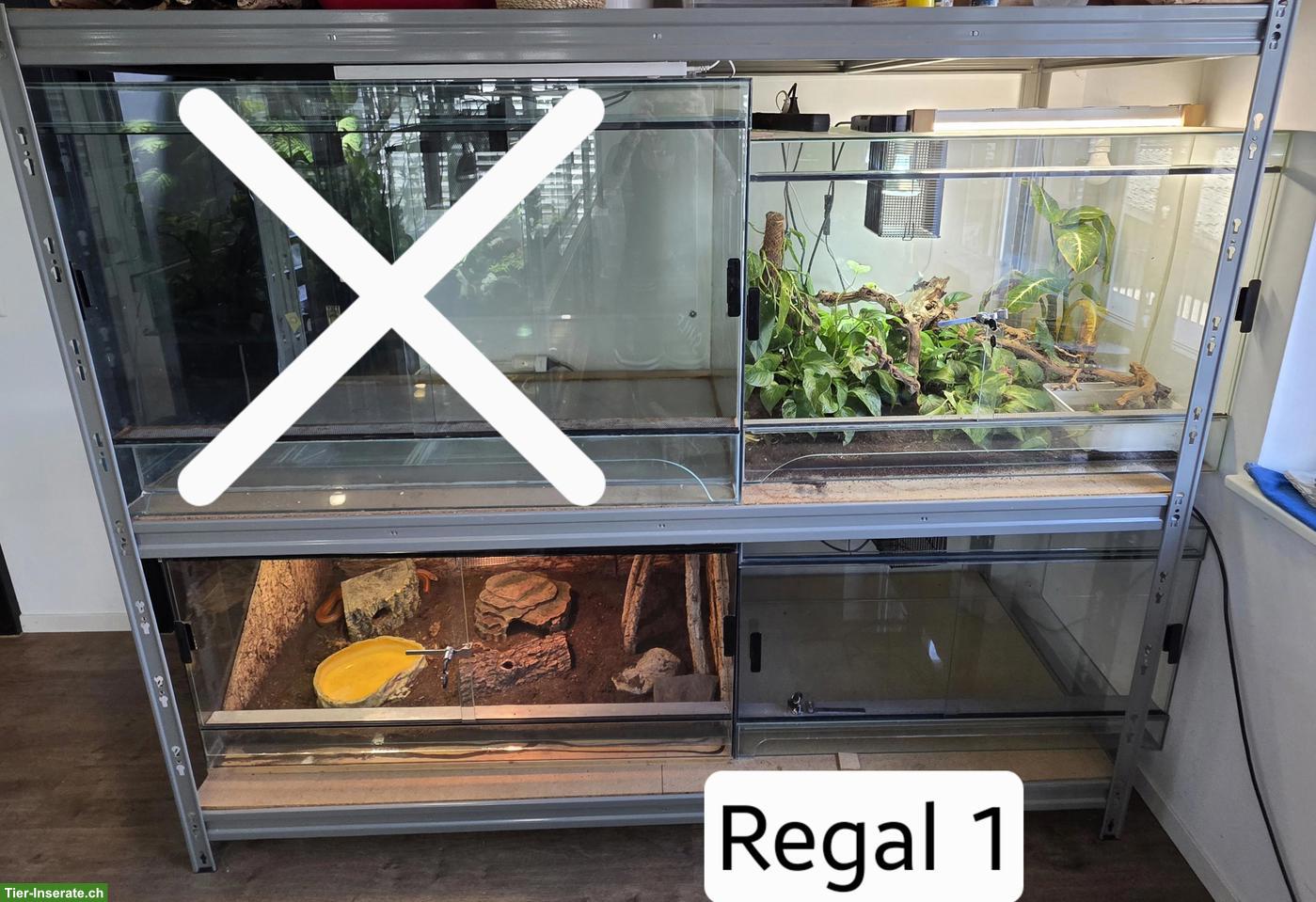 Diverse Terrarien abzugeben inkl. Schwerlastregal