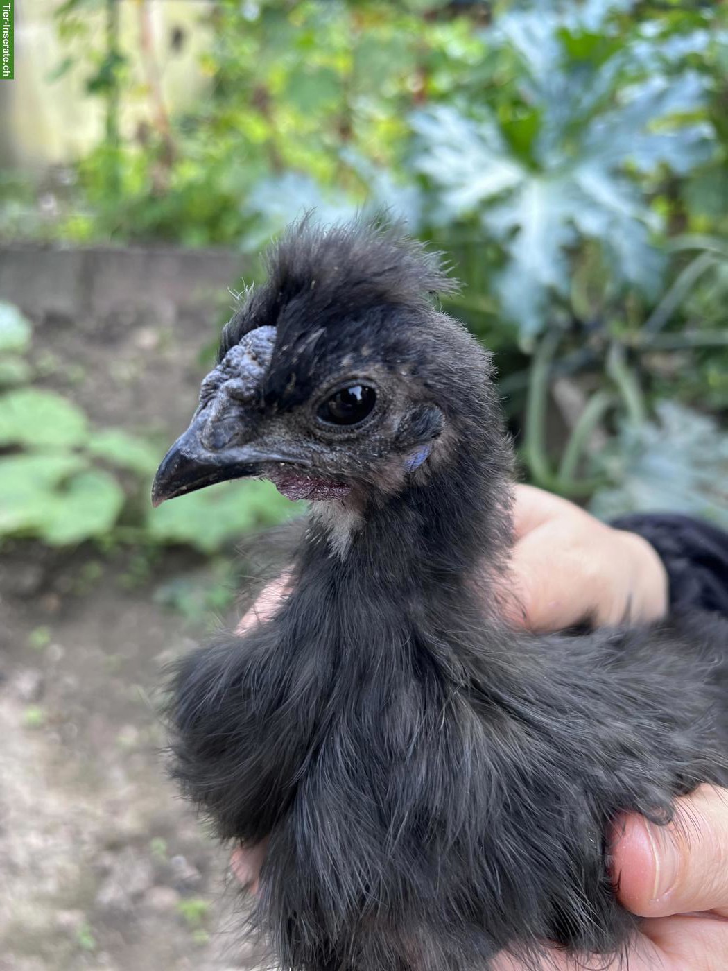 Junger schwarzer Haubenhahn & weisse Haubenhuhn/Henne