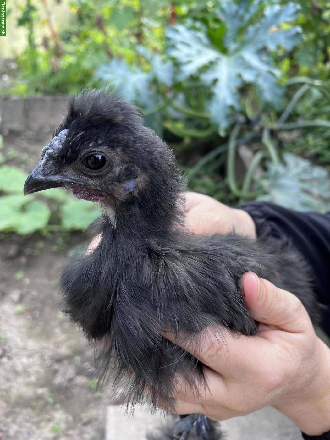 Bild 2: Junger schwarzer Haubenhahn & weisse Haubenhuhn/Henne