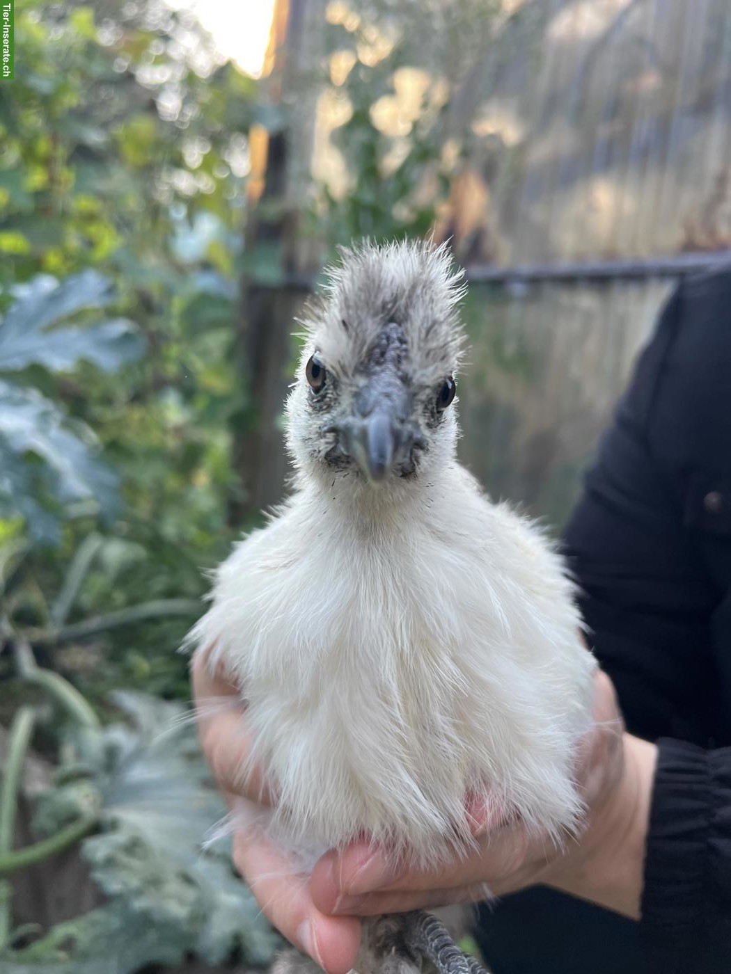Bild 3: Junger schwarzer Haubenhahn & weisse Haubenhuhn/Henne
