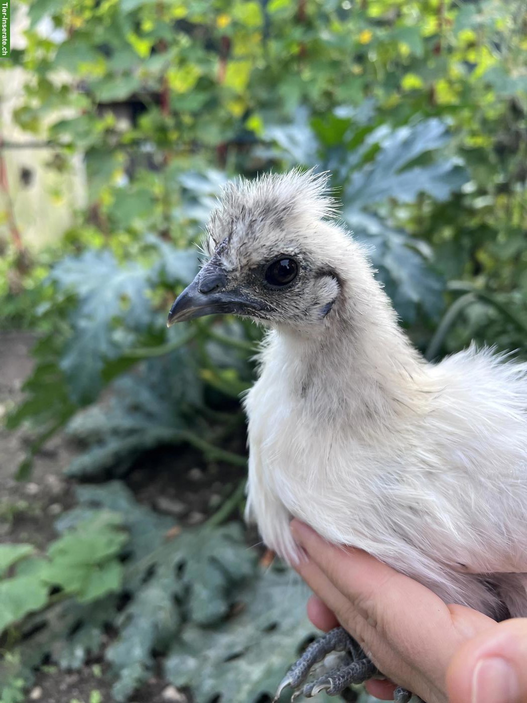 Bild 4: Junger schwarzer Haubenhahn & weisse Haubenhuhn/Henne