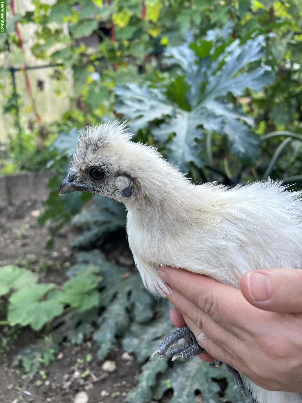 Bild 5: Junger schwarzer Haubenhahn & weisse Haubenhuhn/Henne