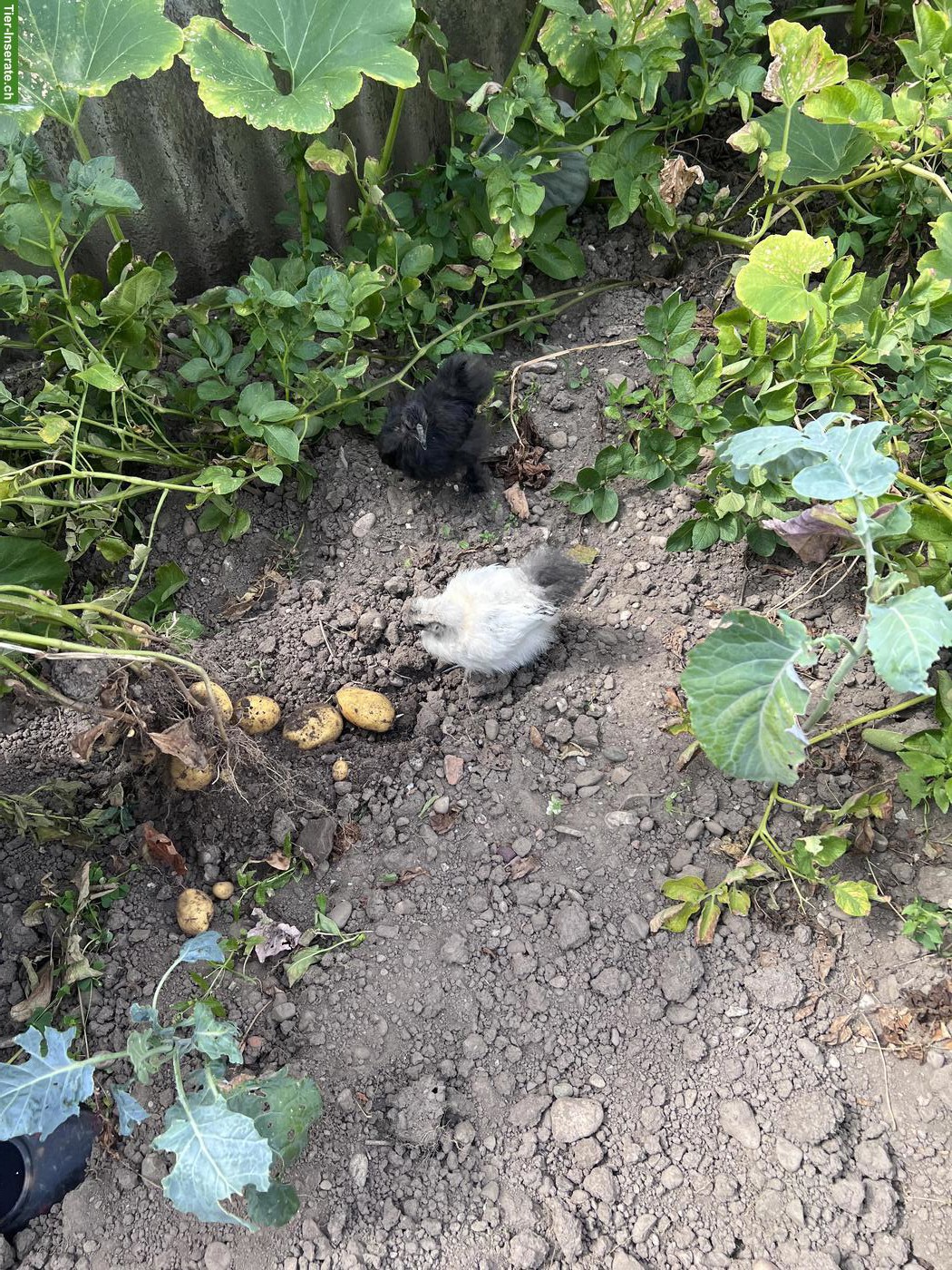 Bild 7: Junger schwarzer Haubenhahn & weisse Haubenhuhn/Henne