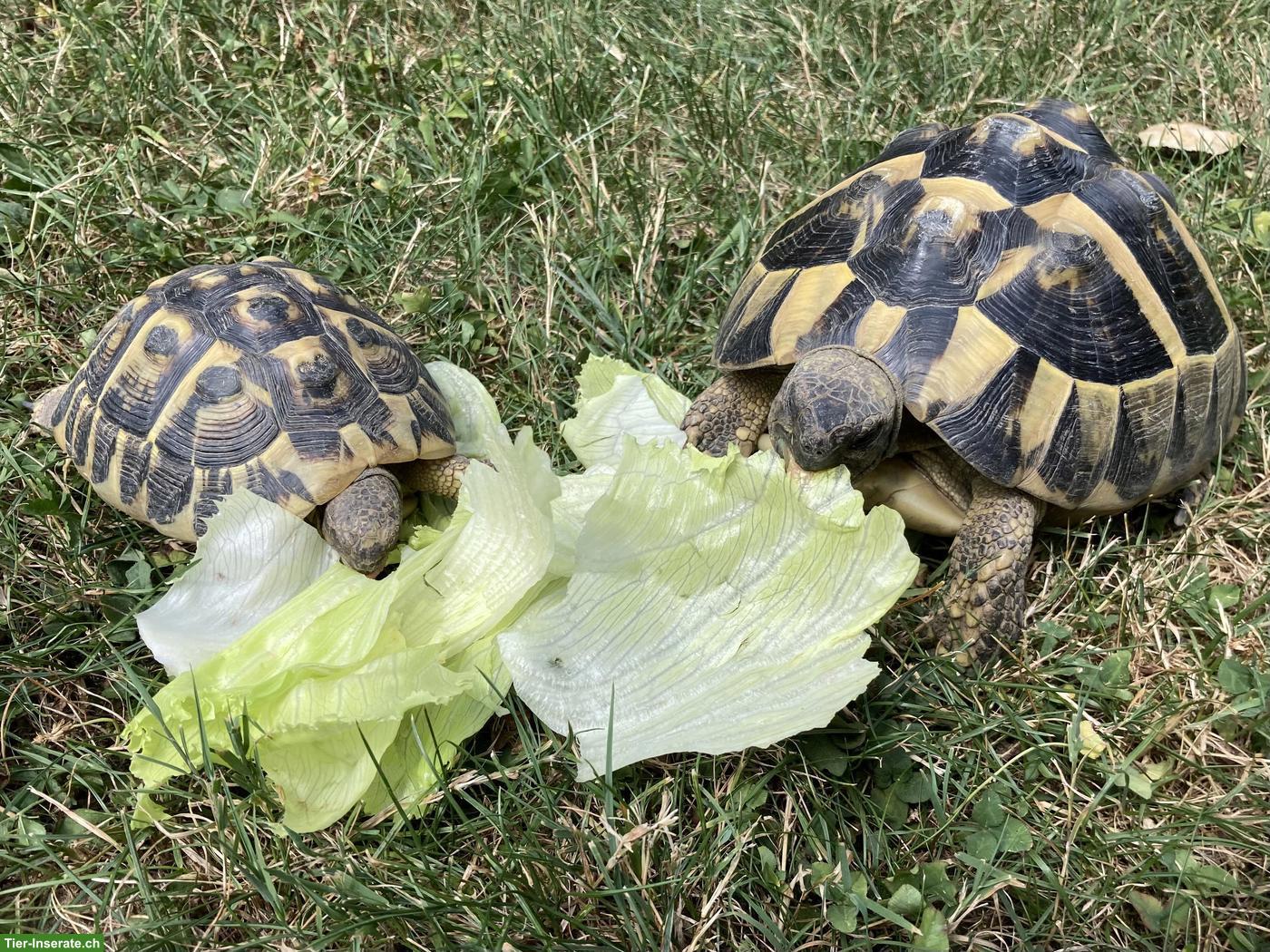 Griechische Landschildkröten Paar, 12-jährig, zusammen abzugeben